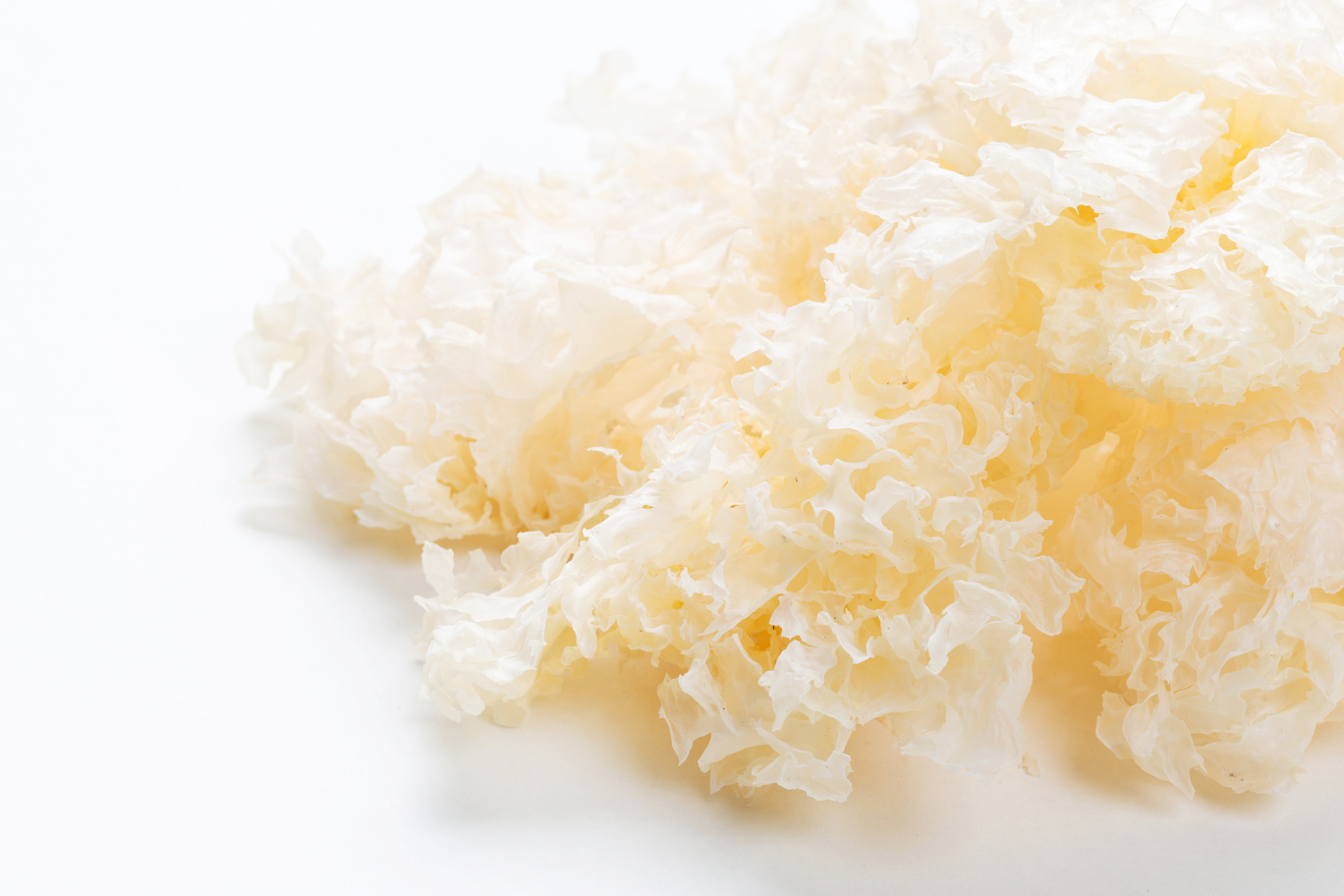 Tremella Mushroom 